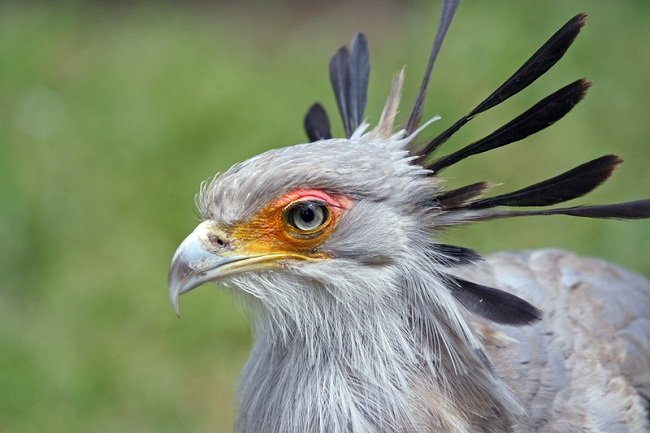 Black crest feathers on the back of a Secretary bird's head