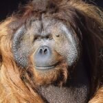 Bornean orangutan ken Allen