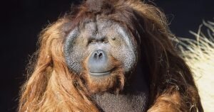 Bornean orangutan ken Allen
