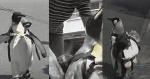 Images of Lala, the king penguin