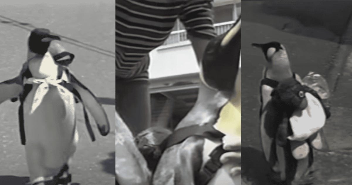 Read more about the article When a Rescued Penguin Chose to Stay