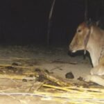 Leopard and Cow friendship in Gujarat