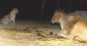 Leopard and Cow friendship in Gujarat