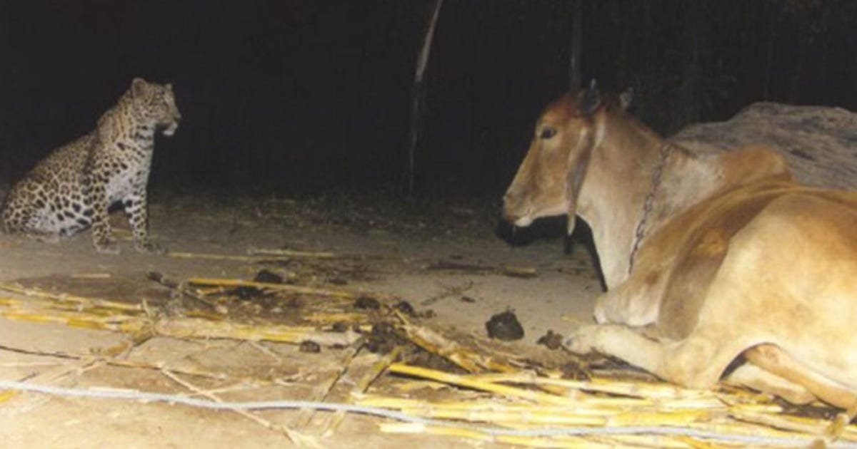 Read more about the article The Leopard That Kept Coming Back to a Cow