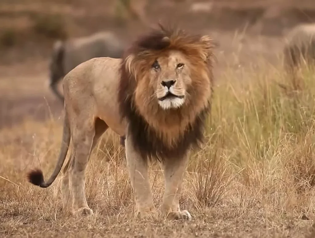 Lion 'Scarface' standing in the pride