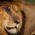 Image of a lion known as Scarface of Kenya’s Maasai Mara