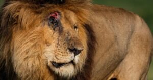 Image of a lion known as Scarface of Kenya’s Maasai Mara