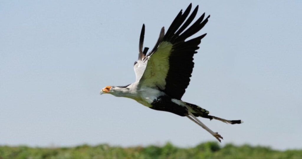 Secretary Bird Flying