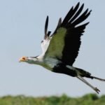 Secretary Bird Flying