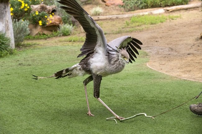 Secretary bird stomping on an experimental rubber snake