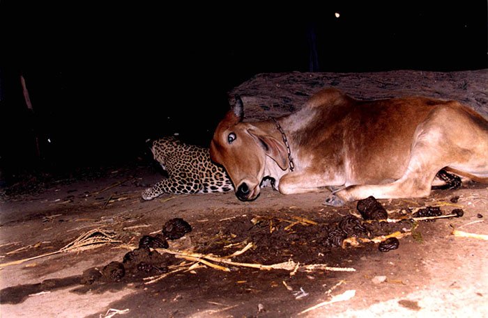 Leopard and cow in gujarat, india